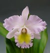 【花なし株】 リンコレリオカトレア パストラル ‘ロージー’ Rlc.(Bc.)Pastoral ‘Rosee’ AM/AOS(83) 交配種 芳香あり 5号鉢 50cm 開花サイズ(BS)