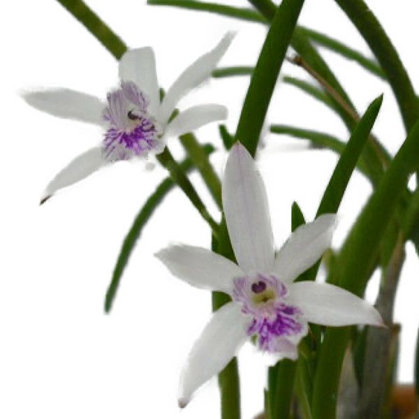 洋蘭 洋ラン 原種 カトレア Encyclia cordigera 大株開花中 洋蘭 洋ラン 原種 カトレア Encyclia cordigera 開花株 - メルカリ