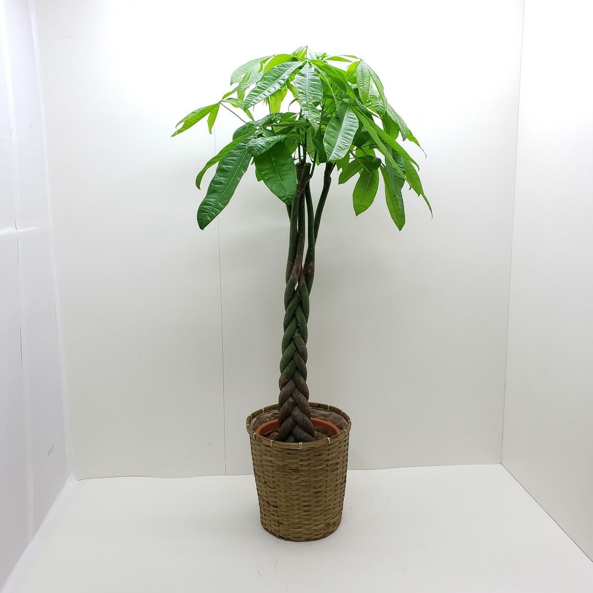 観葉植物 パキラ アクアティカ Pachira aquatica 10号 バスケット