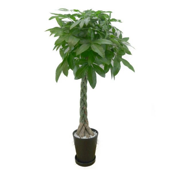 花なし株】 デンドロビューム マローンスター 'カバリエール' Den