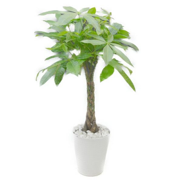 観葉植物 パキラ 発財樹 7号鉢 白陶器鉢 丸鉢 受け皿付き 白化粧石 高