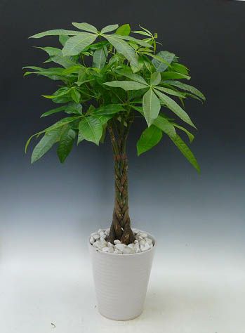 観葉植物 パキラ 発財樹 7号鉢 白陶器鉢 丸鉢 受け皿付き 白化粧石 高