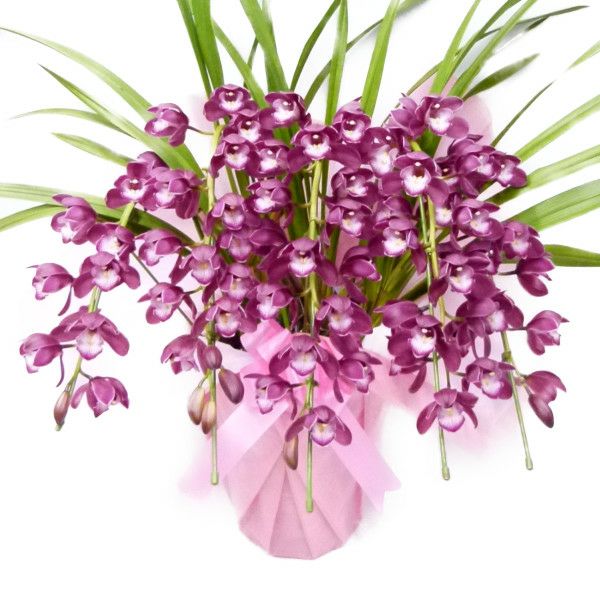 シンビジューム ワインシャワー 赤ワイン色 アーチ 5本立ち | 洋蘭.jp