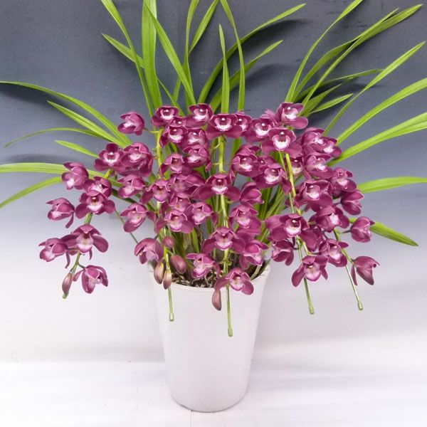 シンビジューム ワインシャワー 赤ワイン色 アーチ 5本立ち | 洋蘭.jp