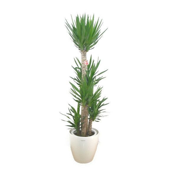 観葉植物 ユッカ エレファンティペス 青年の樹 10号鉢 白ラスター