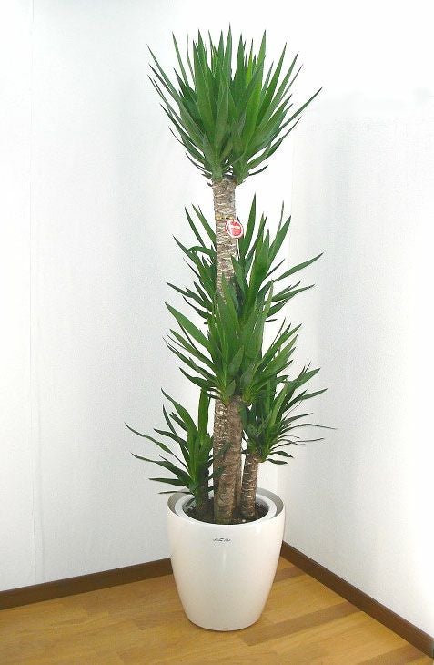 観葉植物 ユッカ エレファンティペス 青年の樹 10号鉢 白ラスター