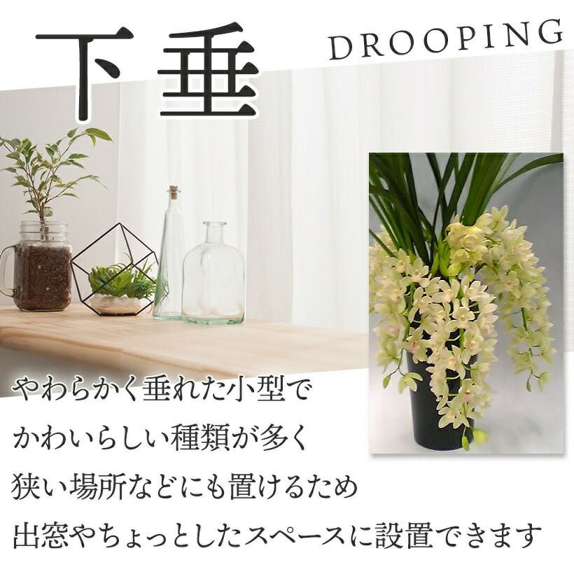 下垂性シンビジューム サラジーン アイスキャスケード 5本立ち