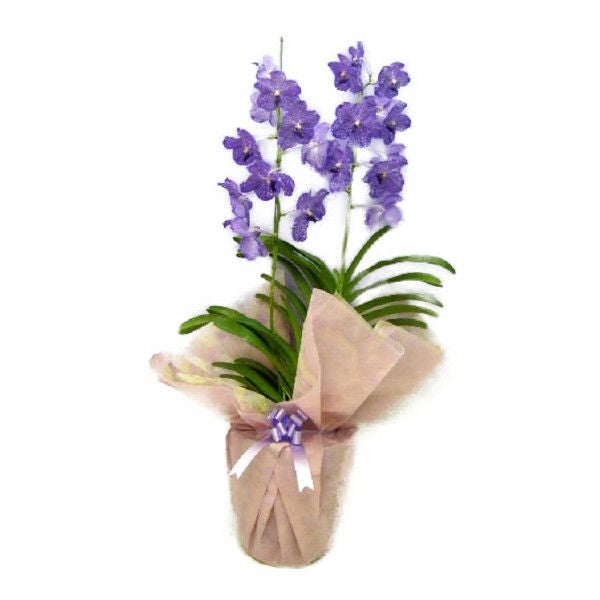 花なし株】 カトレア シレリアナ C.schilleriana 原種 芳香あり 3.5号
