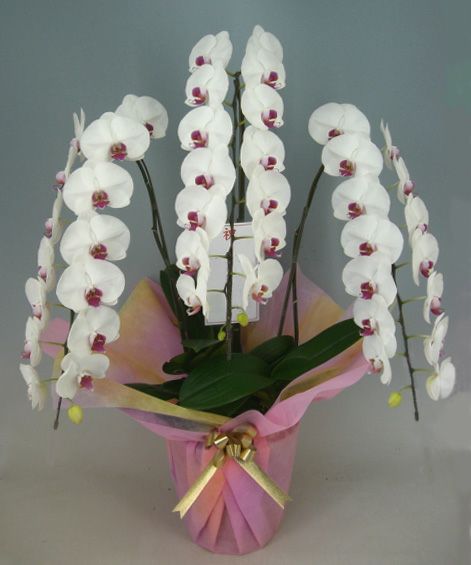 胡蝶蘭 大輪 白赤(セミアルバ リップ) 3本立ち 40輪以上