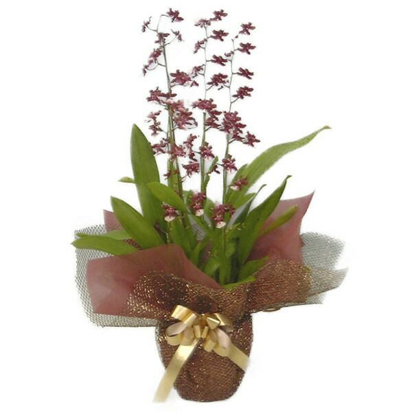 花なし株】 ファレノプシス シレリアナ Phal.schilleriana ('Silver