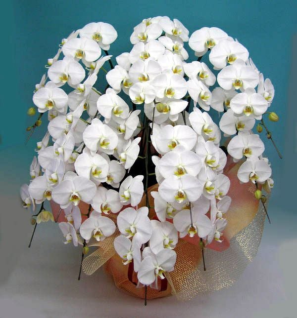 胡蝶蘭 大輪 白 10本立ち 100輪以上