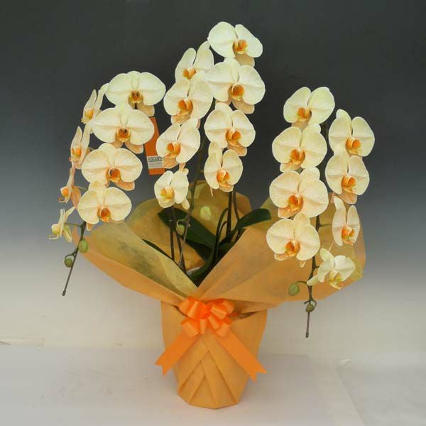 胡蝶蘭 大輪 オレンジエレガンス 3本立ち