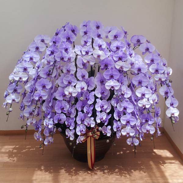 パープルエレガンス20本立ちの花姿
