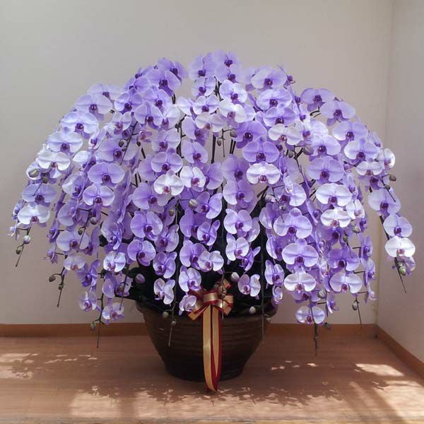 パープルエレガンス20本立ちの花姿