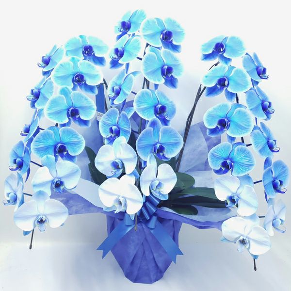 特殊染め胡蝶蘭 | 洋蘭.jp