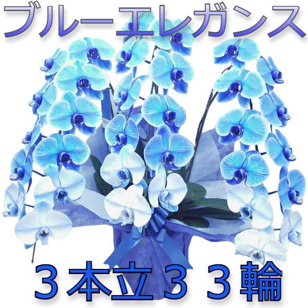 胡蝶蘭 大輪 ブルーエレガンス 青 3本立ち 33輪
