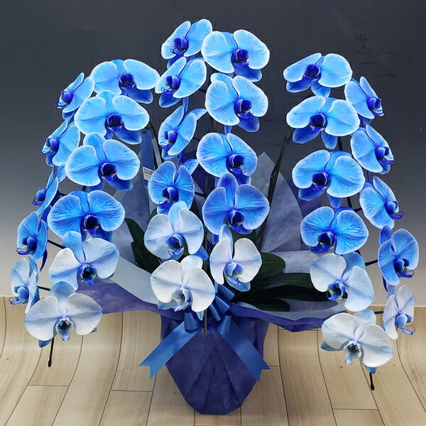 ブルーエレガンス 青 3本立ち 33輪の花と鉢姿