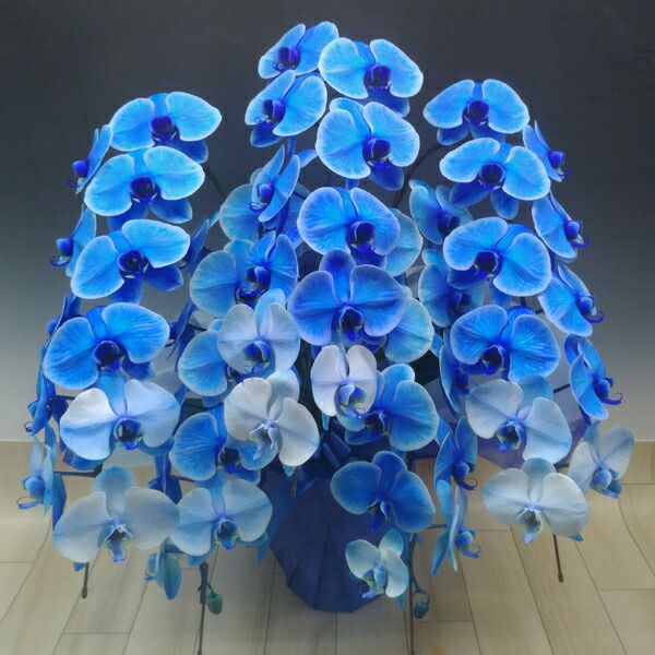 ブルーエレガンス 青 5本立ち 55輪の花と鉢姿