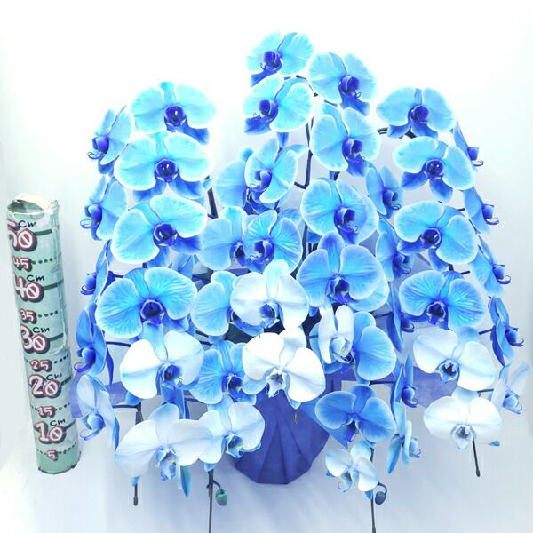 ブルーエレガンス5本立ちの花姿