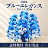 胡蝶蘭 ブルーエレガンス 5本立ち 55輪 送料無料 即日発送