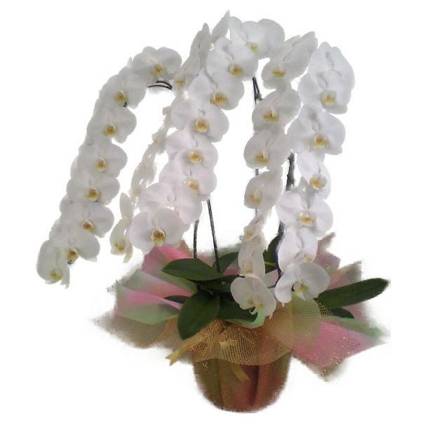 花なし株】 カトレア ワルケリアナ アキニー 'ギフ' C.walkeriana var