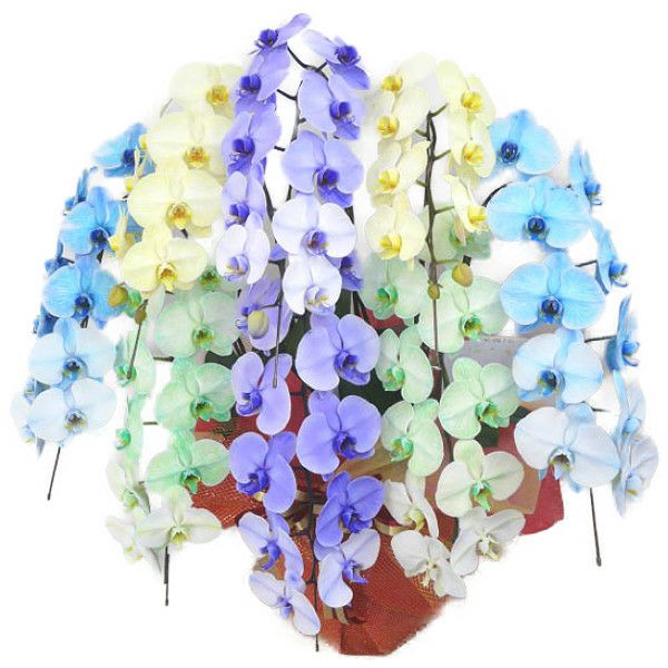 ☆納期2～3週間☆胡蝶蘭 大輪 カラフルエレガンス 4色ミックス 8本立ち