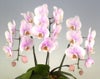 ミディ胡蝶蘭 桜ピンク 6本立ち 45輪以上