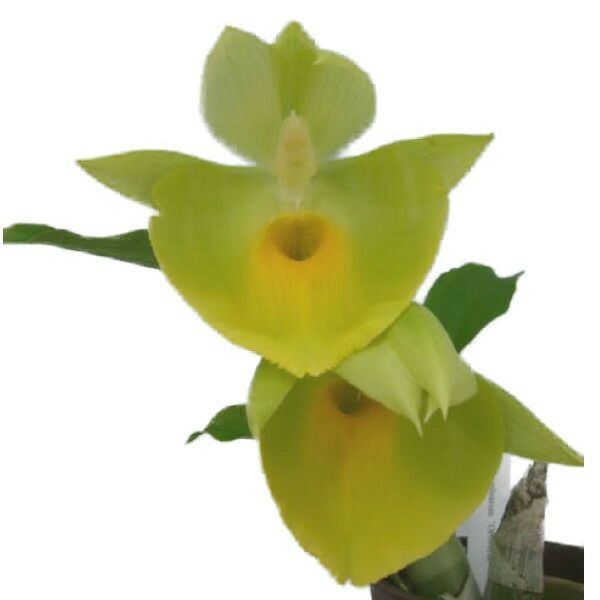 花なし株】 カタセタム ピレアタム Ctsm.pileatum 原種 芳香あり 2.5号