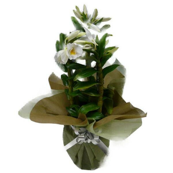 花なし株】 デンドロビューム シルシフローラム Den.thyrsiflorum 原種