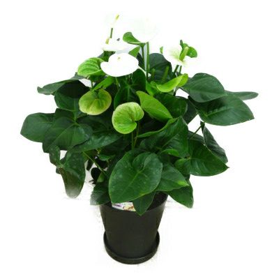 観葉植物 アンスリウム 白 ホワイト 10号鉢(尺鉢)(特大サイズ