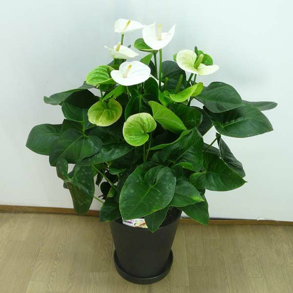 観葉植物 アンスリウム 白 ホワイト 10号鉢(尺鉢)(特大サイズ