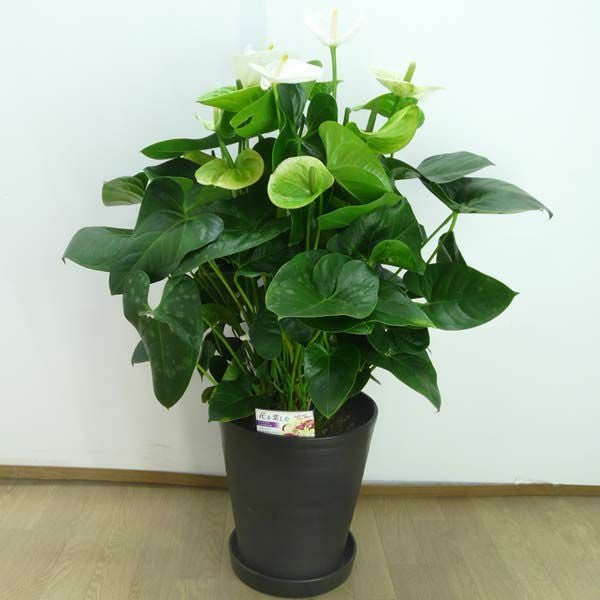 観葉植物 アンスリウム 白 ホワイト 10号鉢(尺鉢)(特大サイズ