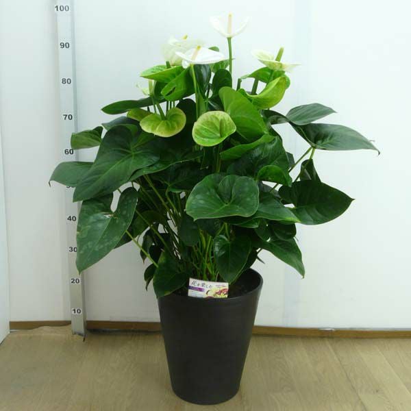 観葉植物 アンスリウム 白 ホワイト 10号鉢(尺鉢)(特大サイズ