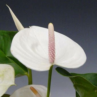 観葉植物 アンスリウム 白 ホワイト 10号鉢(尺鉢)(特大サイズ 観葉植物 アンスリウム 白 ホワイト 10号鉢(尺鉢)(特大サイズ