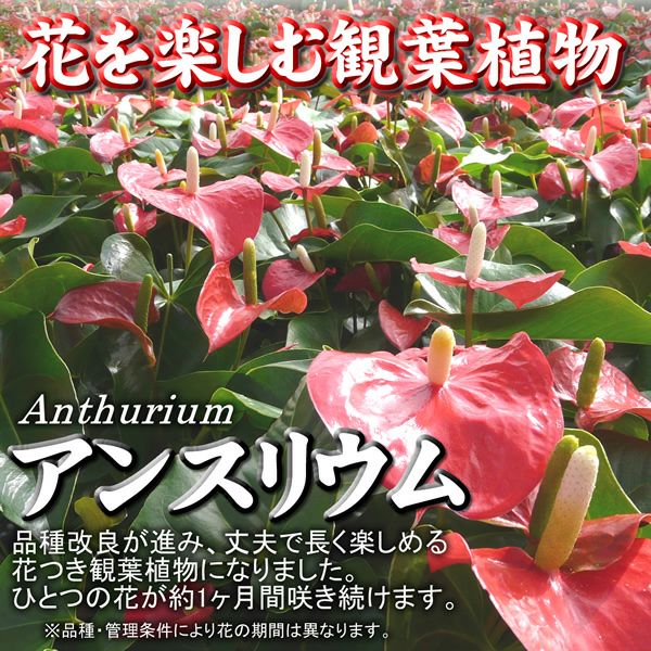 観葉植物 アンスリウム 白 ホワイト 10号鉢(尺鉢)(特大サイズ 観葉植物 アンスリウム 白 ホワイト 10号鉢(尺鉢)(特大サイズ