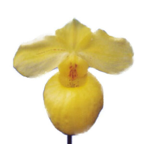 花なし株】 パフィオペディラム アルメニアカム Paph.armeniacum 花なし株】 パフィオペディラム アルメニアカム Paph.armeniacum