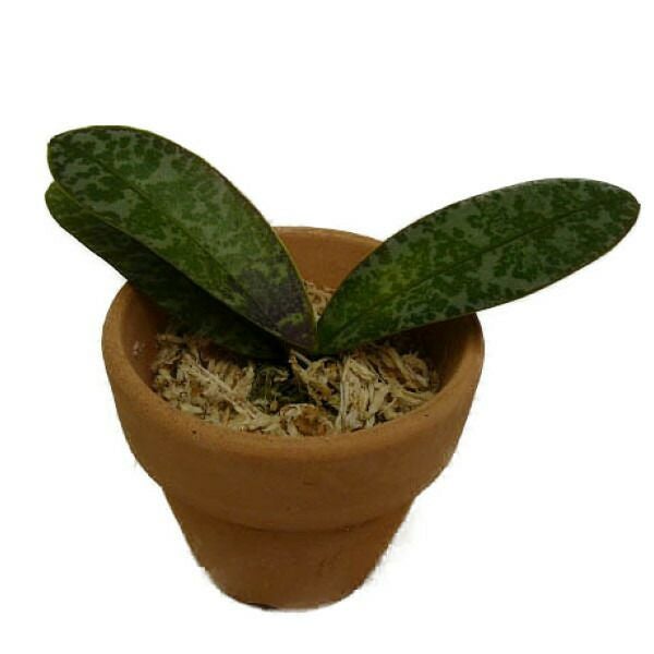 豪華開花株！原種胡蝶蘭 シレリアナ / Phal. schilleriana 花なし株】 ファレノプシス シレリアナ Phal.schilleriana ('Silver