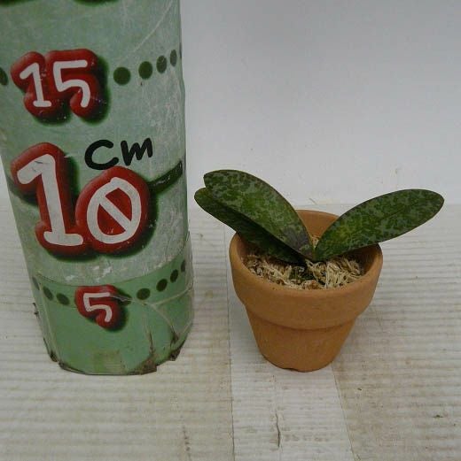豪華開花株！原種胡蝶蘭 シレリアナ / Phal. schilleriana 楽天市場】【花なし株】 ファレノプシス シレリアナ Phal.schilleriana