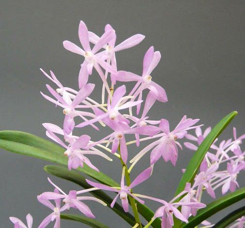 花なし株】 バンダ チェリーブロッサム ピンク V.(Ascf.)Cherry