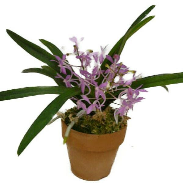 花付き株】 バンダ チェリーブロッサム ピンク V.(Ascf.)Cherry