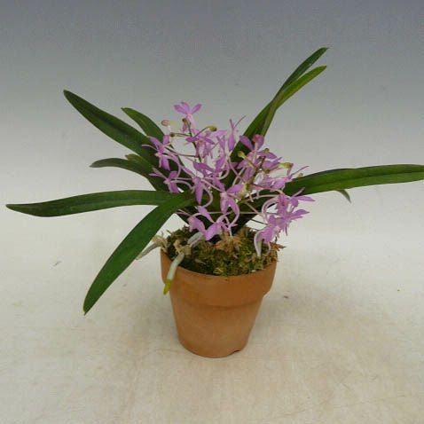 花付き株】 バンダ チェリーブロッサム ピンク V.(Ascf.)Cherry