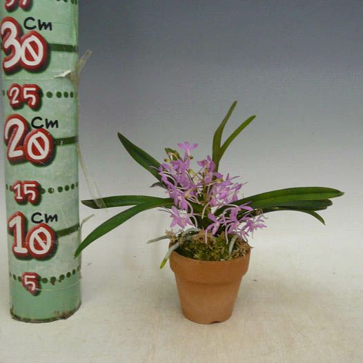 花付き株】 バンダ チェリーブロッサム ピンク V.(Ascf.)Cherry