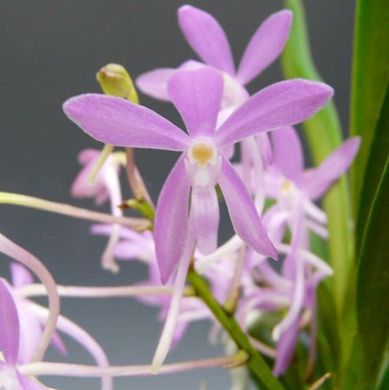 花付き株】 バンダ チェリーブロッサム ピンク V.(Ascf.)Cherry