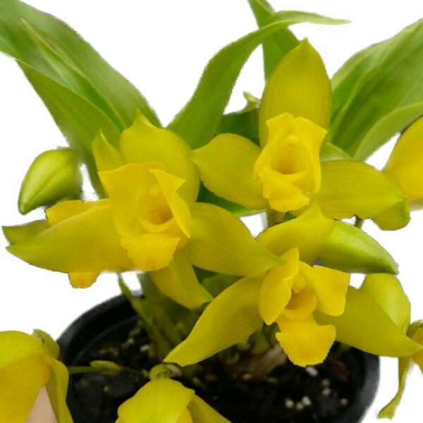 花付き株】 リカステ アロマチカ Lyc.aromatica 原種 芳香あり 3号鉢