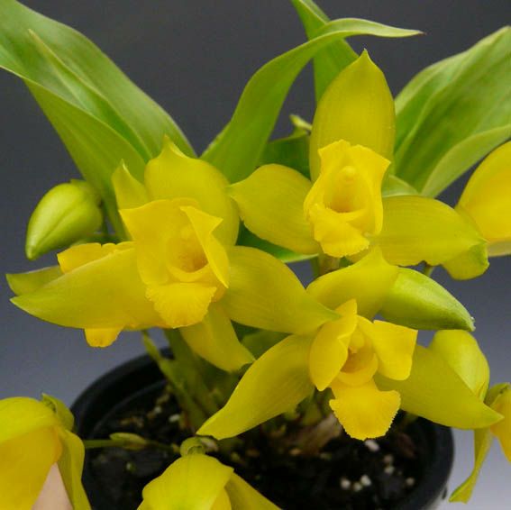 洋蘭 原種 稀少種 Rhy. retusa 開花株 花付き株】 リカステ アロマチカ Lyc.aromatica 原種 芳香あり 3号鉢