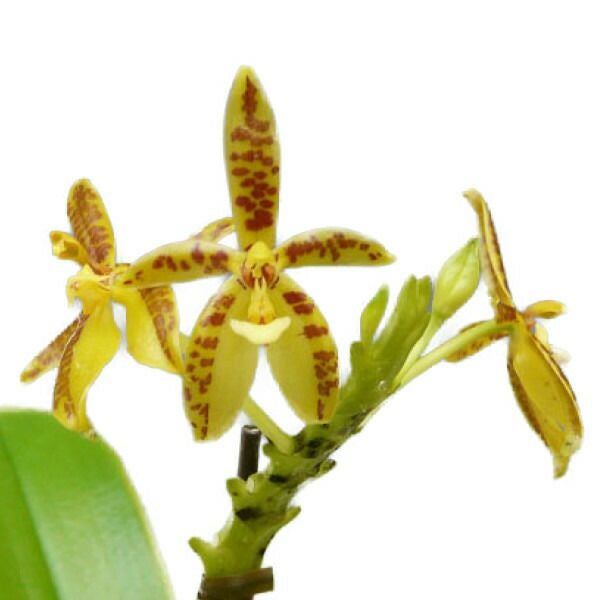 花なし株】 ファレノプシス コルヌセルビ Phal.cornu-cervi 原種 3号鉢