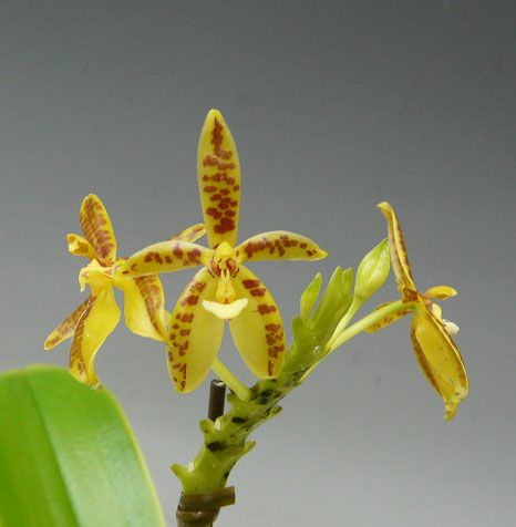 ［洋蘭原種］Phal. celebensis yellow 期間限定出品‼️［洋蘭原種］Phal. celebensis yellow まずは手に取っ