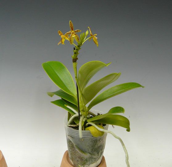 花なし株】 ファレノプシス コルヌセルビ Phal.cornu-cervi 原種 3号鉢