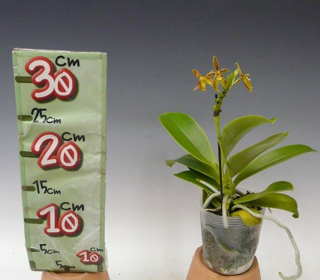花なし株】 ファレノプシス コルヌセルビ Phal.cornu-cervi 原種 3号鉢