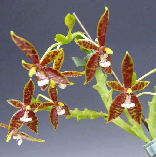 花なし株】 ファレノプシス コルヌセルビ Phal.cornu-cervi 原種 3号鉢